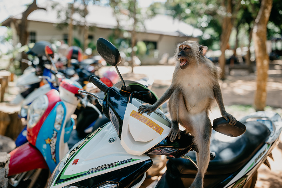 thai-4